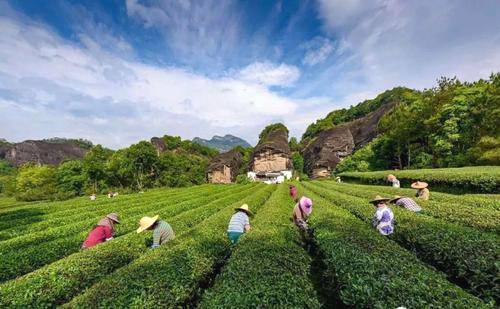 关于采茶季!武夷山市致全市茶企茶农茶叶安全生产的一封信的热门资讯