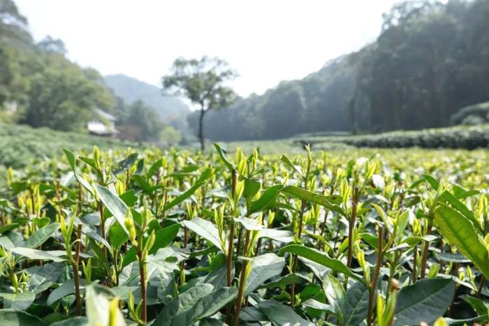 有关于除了龙井，杭州还有这些茶园的茶叶和美景让人陶醉!的热门资讯(5)