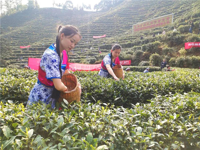 有关于江西遂川：采茶姑娘是茶园内一道靓丽的风景线的新闻(6)