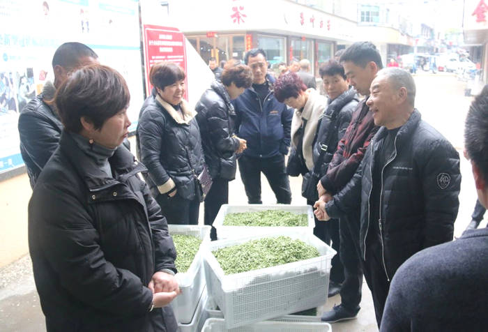 有关于福鼎白茶大数据溯源平台运行第一天!快来点头交易现场看看吧的最新资讯