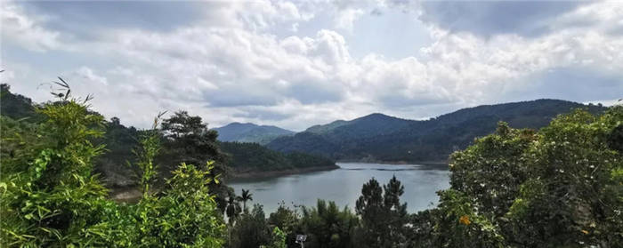 关于海南:五指山茶青大丰收 政企农携手促发展的最新信息