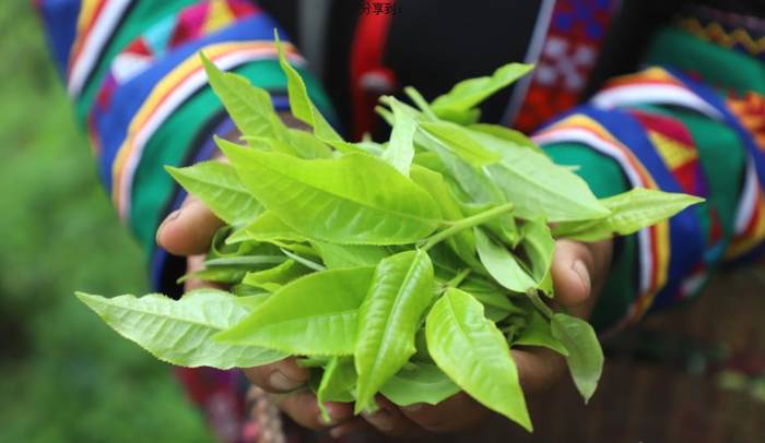 关于绿色云茶破千亿 云茶产业如何继续健康良性发展?的消息(4)