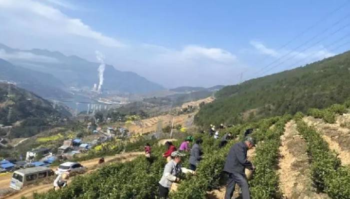 关于三峡库区:发展茶产业 绿了山头甜上心头的热门新闻