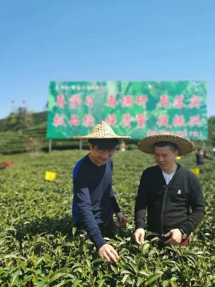 有关于福建省农技协茶叶专委会志愿下乡,科技赋能茶产业的热门信息(1)