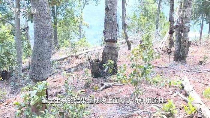 有关于一周热门：各地茶王树开采、整治毁林种茶、武汉茶博会即将启幕的热门资讯(1)