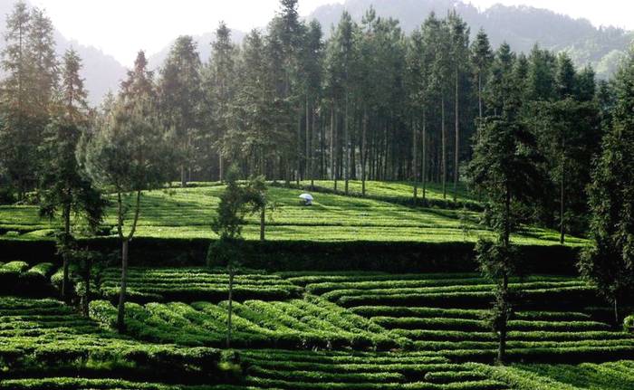 关于旅游产业化·发展故事，茶区变景区 茶山变金山 贵州茶旅融合促产业发展的最新资讯(1)