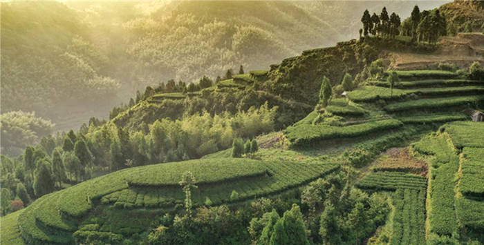 关于福鼎：鹳鸟山白茶全方位扶持茶农 助力乡村振兴的信息(1)