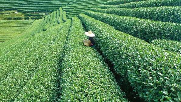 关于“万担茶乡”之称西湖区龙坞茶镇 跟着茶农体验杭州茶园里不一样的春天的热门资讯(2)