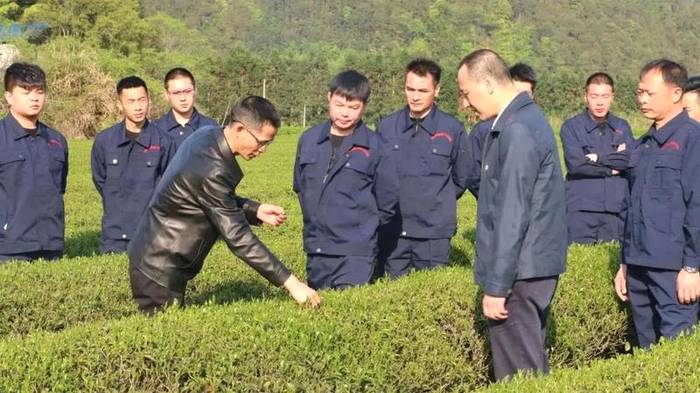 有关于科技特派,助力福建千亿茶产业升级、上万茶农创收的最新信息