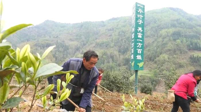 关于浙茶集团公益扶贫品牌“携茶”走进湖州两会的热门资讯(2)