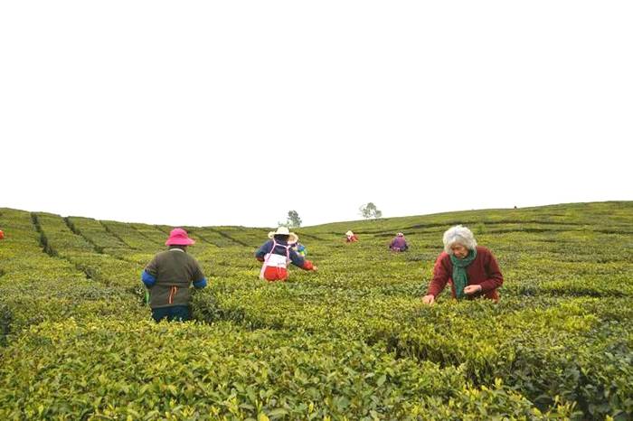 有关于从卖茶叶到卖风景：贵安新区开启“茶旅结合”转型路的热门资讯(3)
