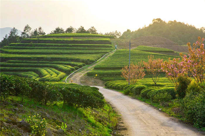有关于泰顺筱村镇：葛垟茶场春欲暮 客来烹茶三杯香的消息