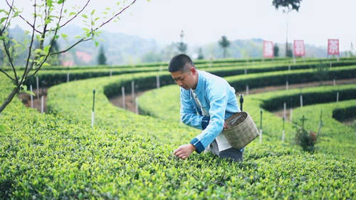 有关于纳溪区大渡口镇：以茶带酒 以酒促茶 助力乡村振兴的热门消息(2)