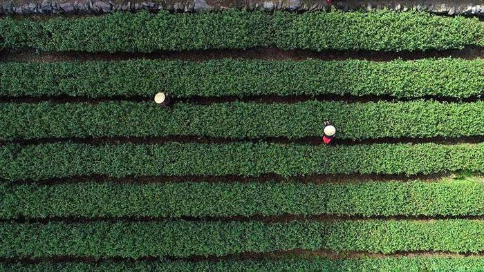 有关于除了龙井，杭州还有这些茶园的茶叶和美景让人陶醉!的热门资讯(18)