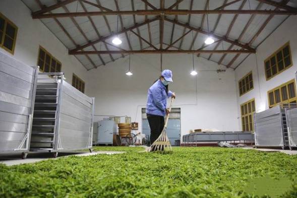 关于南岳1.08万亩茶园第一批春茶采摘时节的消息(8)