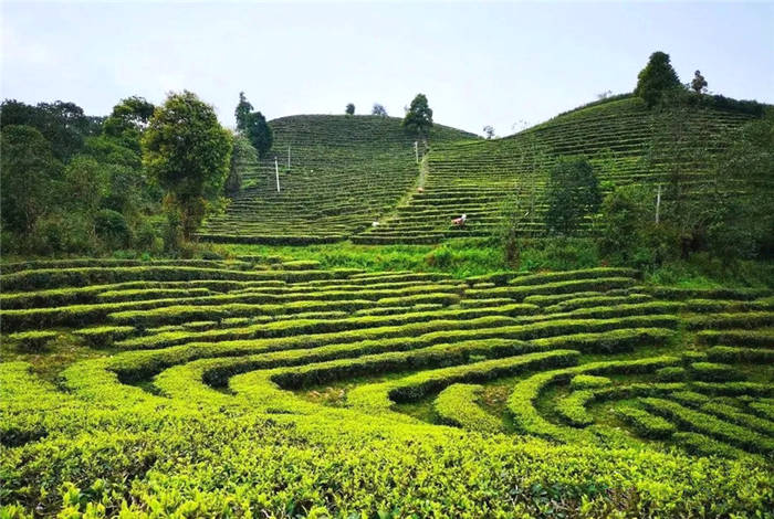 有关于一周速读丨福鼎茶企“备战”IPO、春茶价格上涨、品牌春茶营销怎么玩？的热门新闻(2)