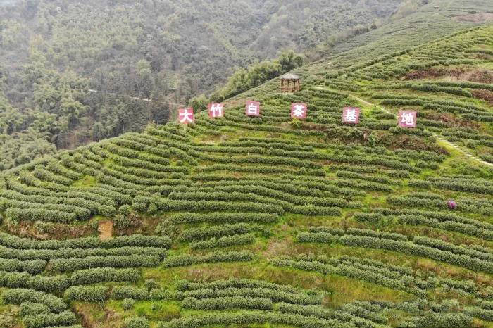 有关于四川大竹上演传统民俗“喊山开茶”(组图)的热门资讯(5)