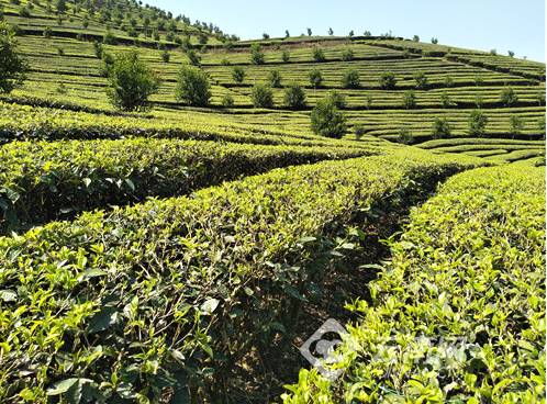 有关于云南省农科院茶叶科技花开云岭 科技支撑引领云茶产业高质量发展的最新资讯(4)