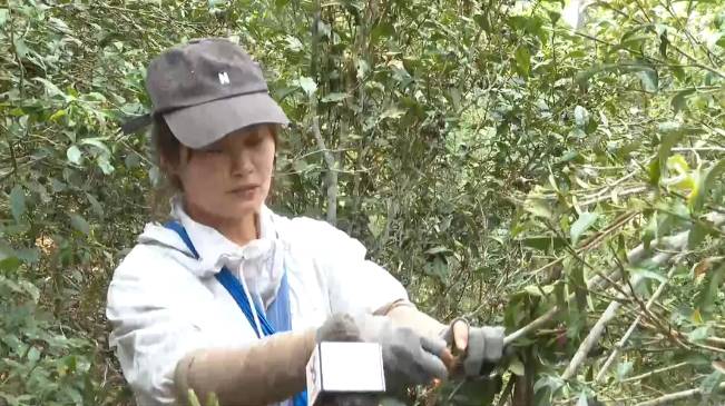 有关于倚邦茶山：春茶丰产采收忙 品质优良价格稳中有升的最新消息(2)