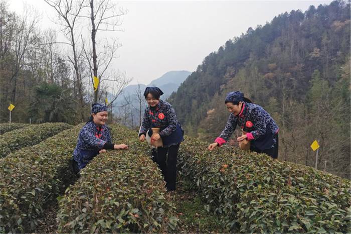 关于四川青川：助农采茶 助力乡村振兴发展 彰显民政巾帼风采的信息(2)