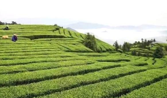 关于努力打造中国黄茶之乡 推动茶产业跨越式发展的资讯