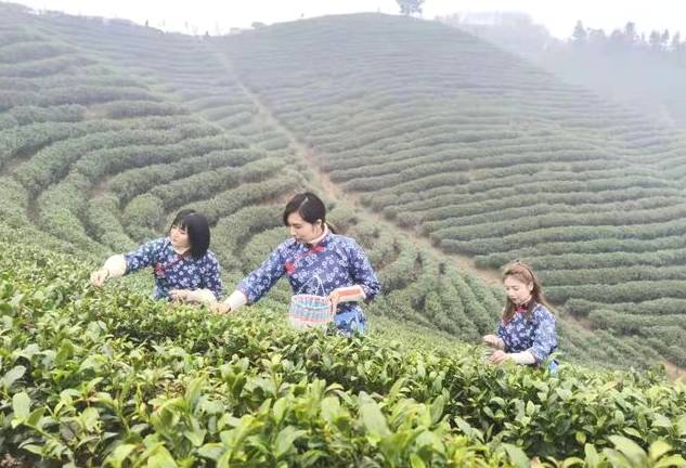 有关于河南信阳光山县：开启了绿茶全面开采工作的信息(1)