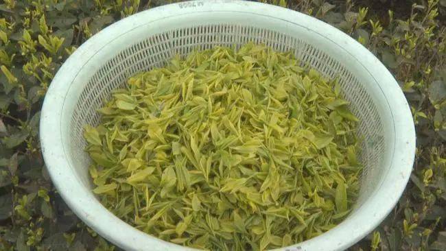 关于雨水滋润新芽，重庆永川10万亩春茶开采的热门信息(4)