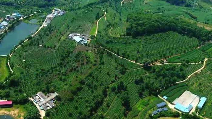 关于省农业科学院勐库大叶种茶科技服务小院正式落地我县的热门新闻(1)