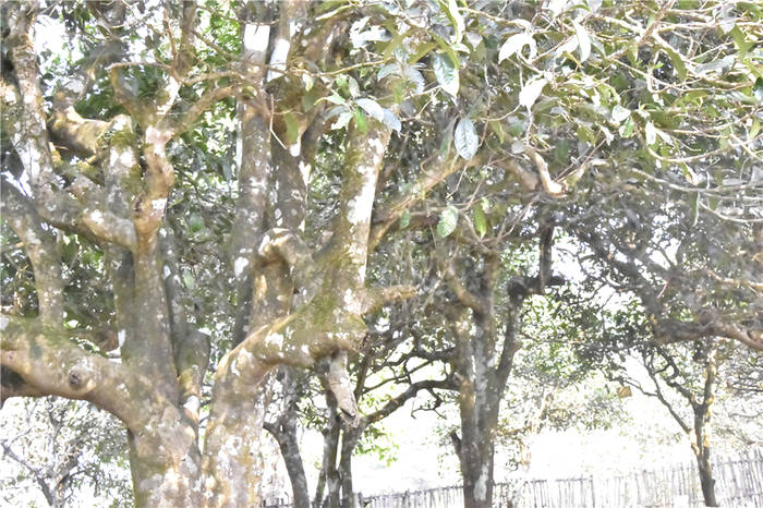 关于高产能、高库存、高泡沫的普洱茶何去何从 的热门信息