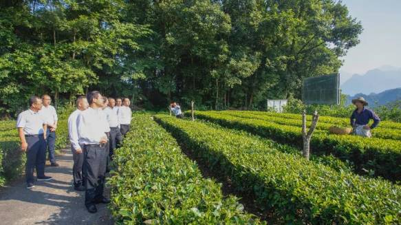 关于高质量发展茶叶产业 夯实乡村振兴产业根基的最新信息(1)