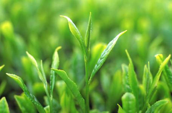 关于湖北省首次为茶叶立法 成为第二个出台茶产业地方性法规的省份 的最新资讯