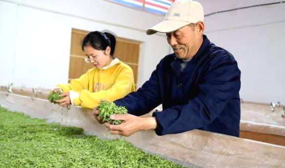 有关于春茶开采节:高淳顾陇村600亩有机茶进入采收季的热门信息(1)