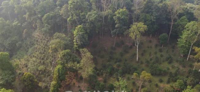 有关于倚邦茶山：春茶丰产采收忙 品质优良价格稳中有升的最新消息(11)