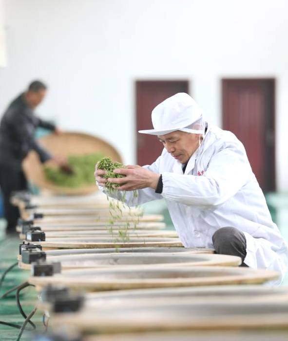 关于贵州省铜仁市：荒山大力发展茶叶种植 助力村民增收的最新信息(1)