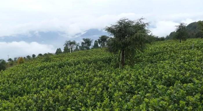 关于努力打造中国黄茶之乡 推动茶产业跨越式发展的资讯(2)