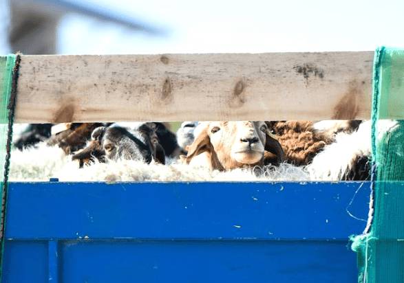 有关于上合组织民间友好论坛：“羊来茶往”成佳话的资讯(5)