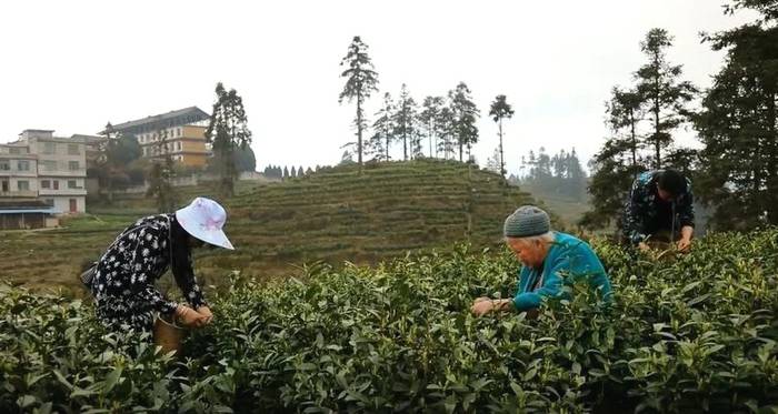 有关于贵州独山：万亩茶园抢“鲜”开采 茶叶收购加工火爆的热门新闻(2)