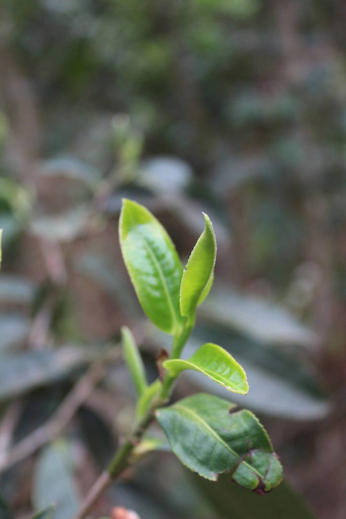 有关于普洱春茶发芽简报：大雪山豆腐寨茶园发芽情况的热门信息(8)