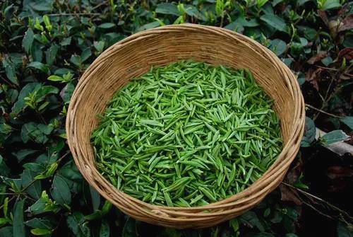 有关于张天福选址的茶场，诞生西湖龙井的贵州“私生子”的热门资讯(5)