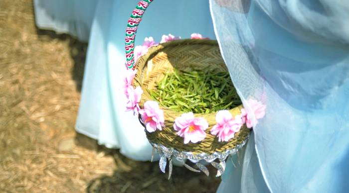 关于政和白茶开采 中国味道 生态茶园 健康好茶的热门信息