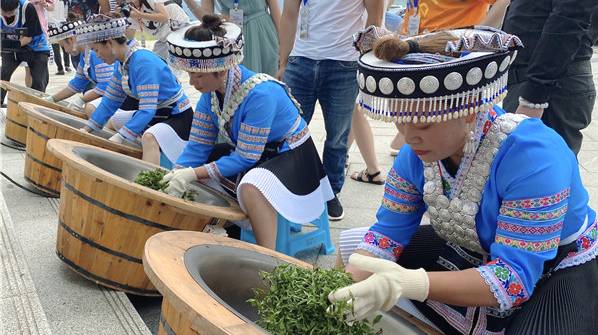 关于贵州:“贵茶名品”计划启动 助推“黔货出山”的新闻(2)