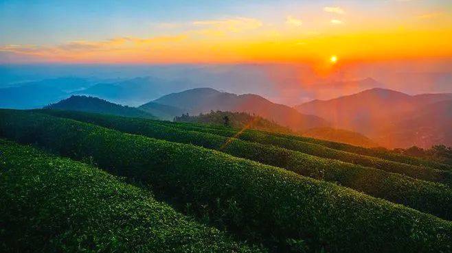 关于随州茶产业出口“四个对策”，重塑神农茶祖历史品牌的信息(3)