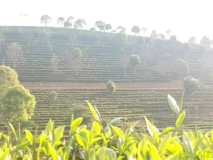 关于普洱市思茅港镇:茶树正露尖尖芽,早春时节把茶采,茨竹林村喜迎春茶采摘的资讯(2)
