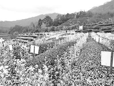 关于武夷山绿色生态茶园：用好“生态经” 茶园“绿富美”的信息