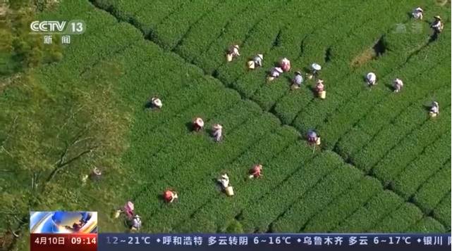 有关于湖南安化：黑茶之乡”搭乘特色小镇走上致富大道的消息(5)