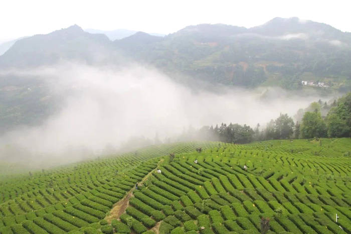 关于恩施：“恩施玉露”品牌建设的实践与思考的信息(3)