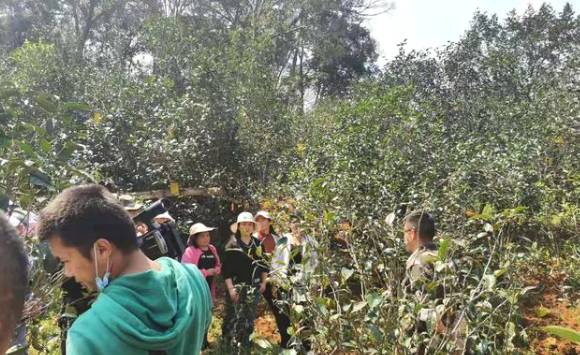 有关于冰岛古树春茶暂未大面积开采，毛茶价格约37000-38000元/公斤的资讯(6)