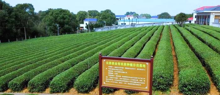 有关于湖南农业大学与望城区茶业产学研基地合作项目签约的资讯(8)