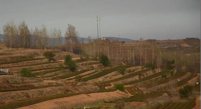 关于2021年日照绿茶春茶现状解读！这是高纬度茶的必然！的消息(3)