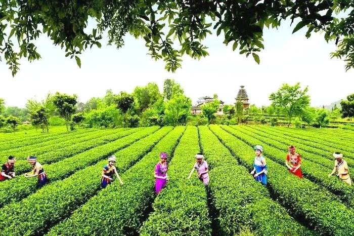 关于“恩施玉露”大做文章，品牌价值已超23亿的消息